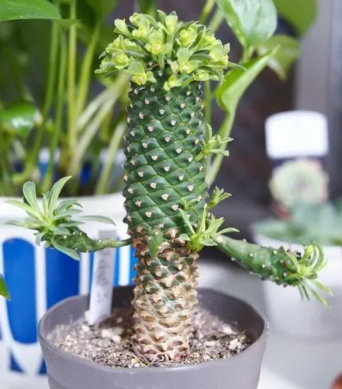 多肉植物 木のような姿の魅力と育て方：失敗しないための究極のコツを大公開！